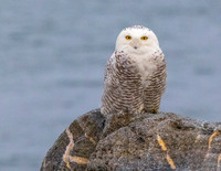 SNOWY ON ROCK