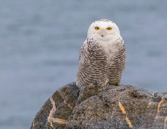 SNOWY ON ROCK