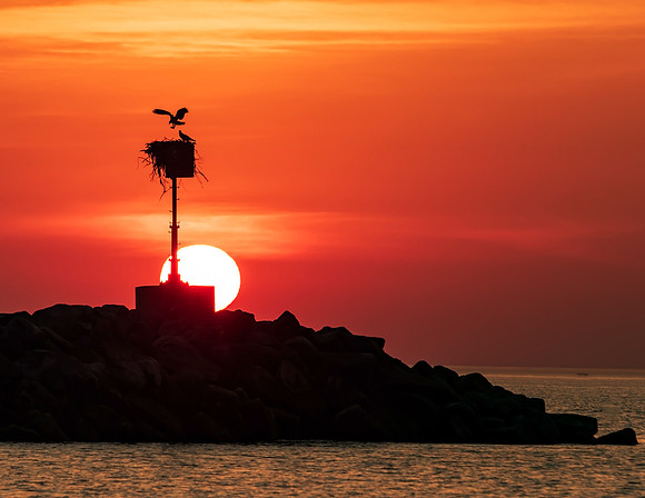 Osprey Landing at sunset