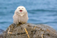 THE YAWN