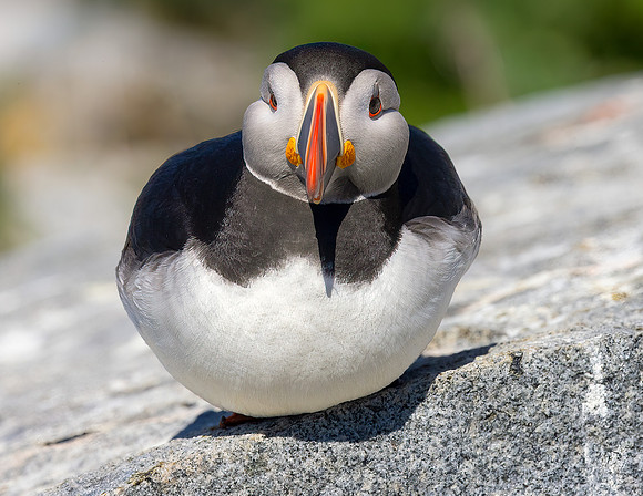 PUFFIN BALL