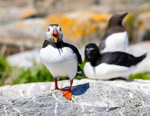 TALKING PUFFIN