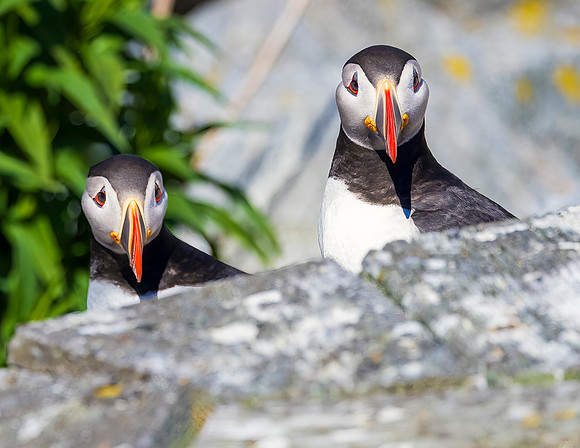 PEEKING PUFFINS