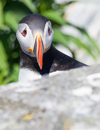 PUFFIN PORTRAIT