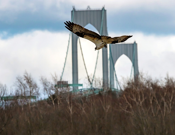 Osprey and bridge