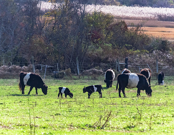Cows