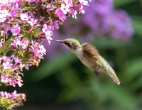 Hummingbird (1 of 1)