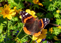 BUTTERFLIES