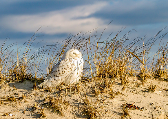 Snowy sleeping on dune