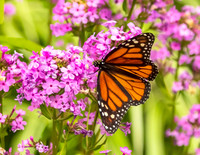 BUTTERFLIES