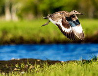Soaring over Swan Riverin Dennis Port