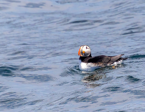 Puffin