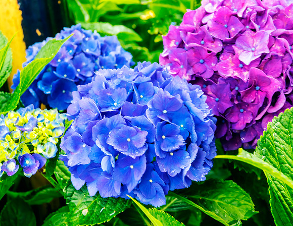 FLOWERS