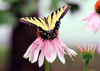 BUTTERFLIES