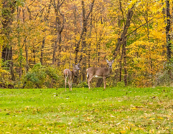 Deer
