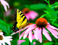 BUTTERFLIES