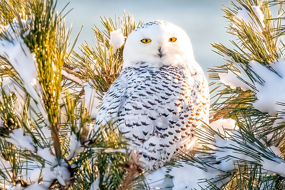 Snowy Owl in Pine Bough