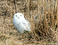 SNOWY OWL