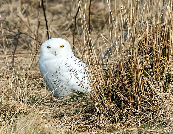 SNOWY OWL