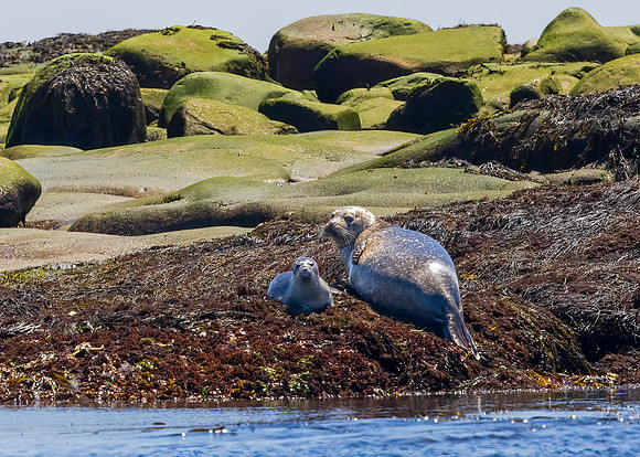SEAL AND PUP