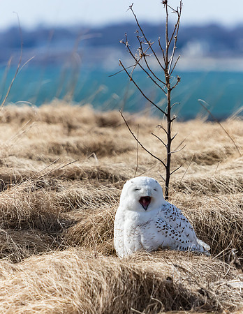 SNOWY OWL