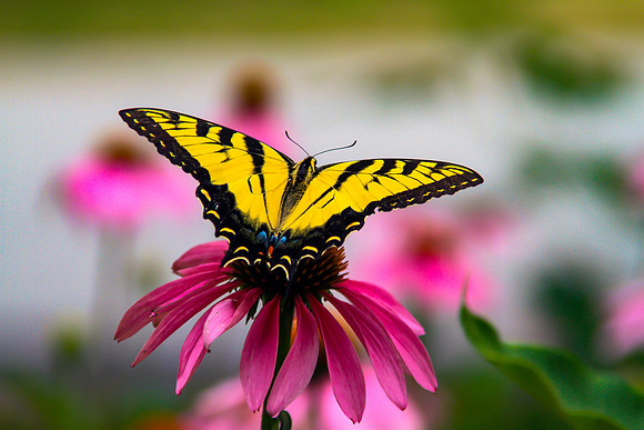 BUTTERFLIES