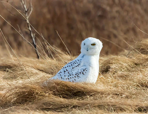 SNOWY OWL