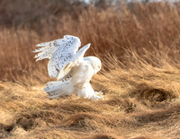 SNOWY OWLS