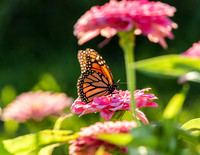 BUTTERFLIES
