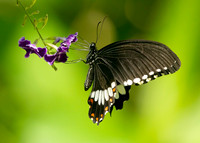 BUTTERFLIES