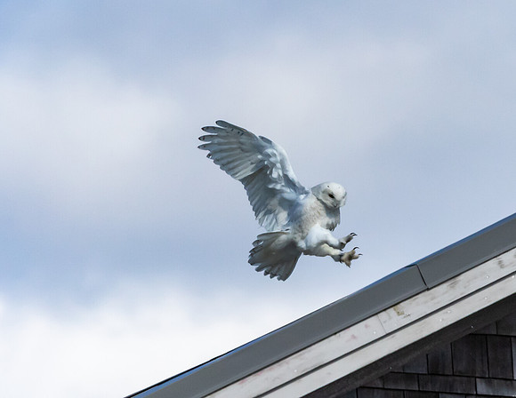 SNOWY OWL