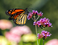 BUTTERFLIES