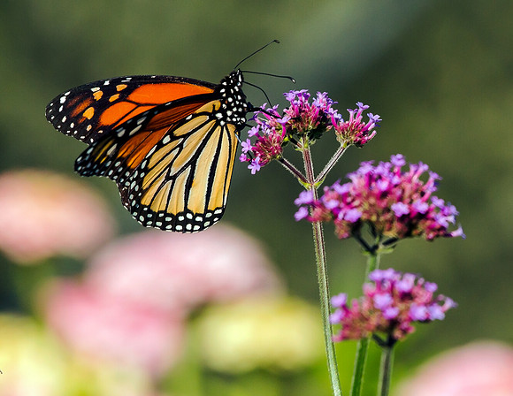 BUTTERFLIES
