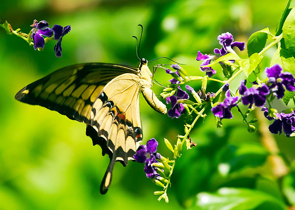 BUTTERFLIES