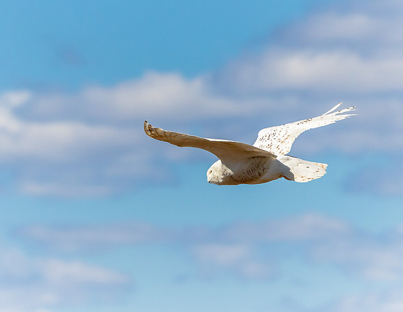 SNOWY OWL