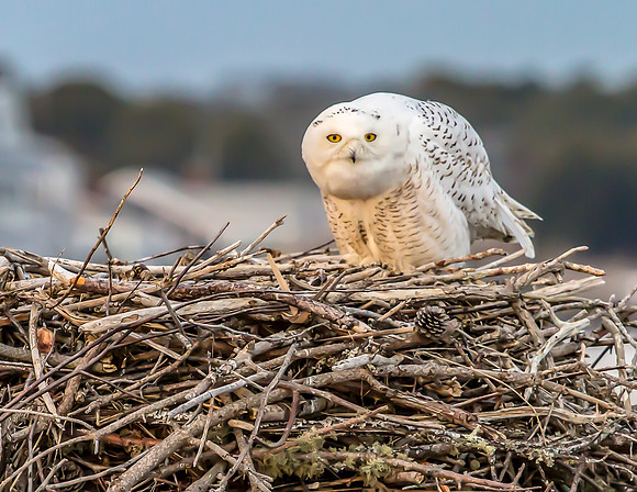 Snowy on Nest