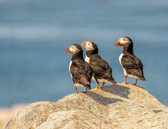 THREE PUFFINS