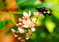BUTTERFLIES