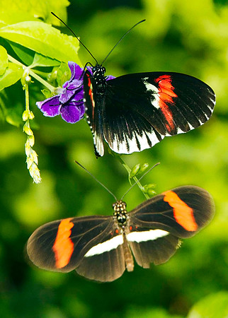 BUTTERFLIES