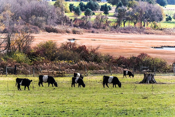 Grazing
