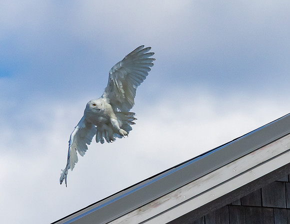 SNOWY OWL