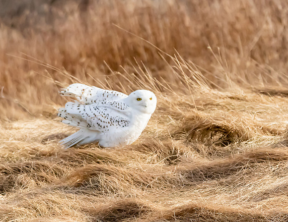 SNOWY OWL
