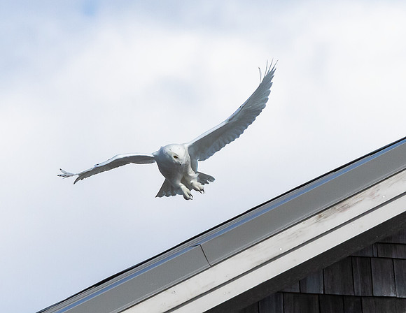 SNOWY OWL