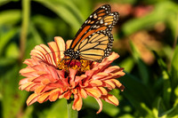 BUTTERFLIES