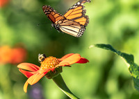 BUTTERFLIES