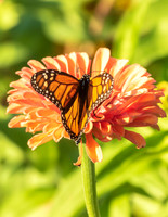 BUTTERFLIES