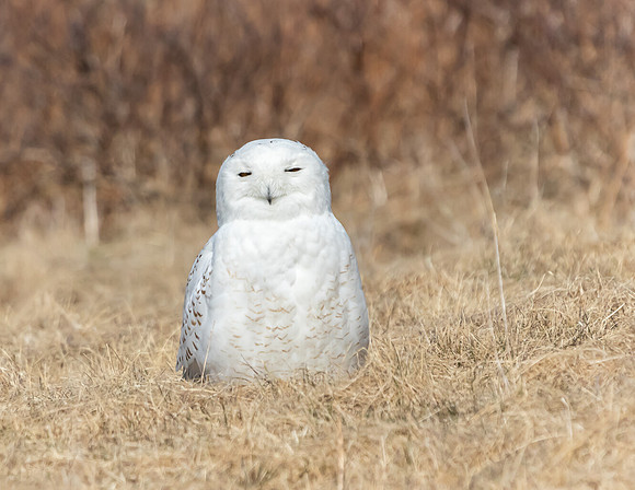 SNOWY OWL