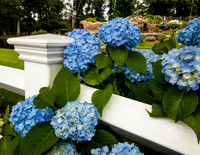 Blue Hydrangers on white Fence