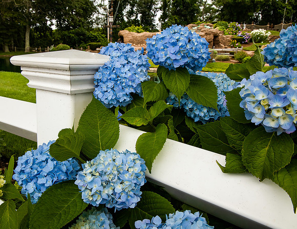 Blue Hydrangers on white Fence