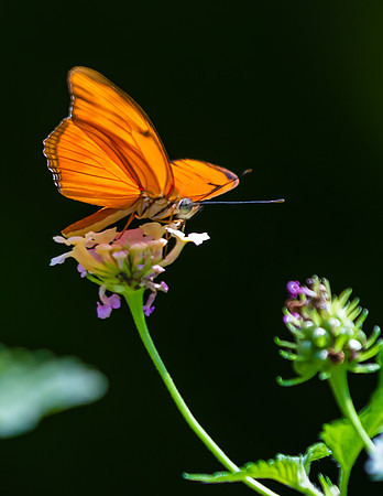BUTTERFLIES